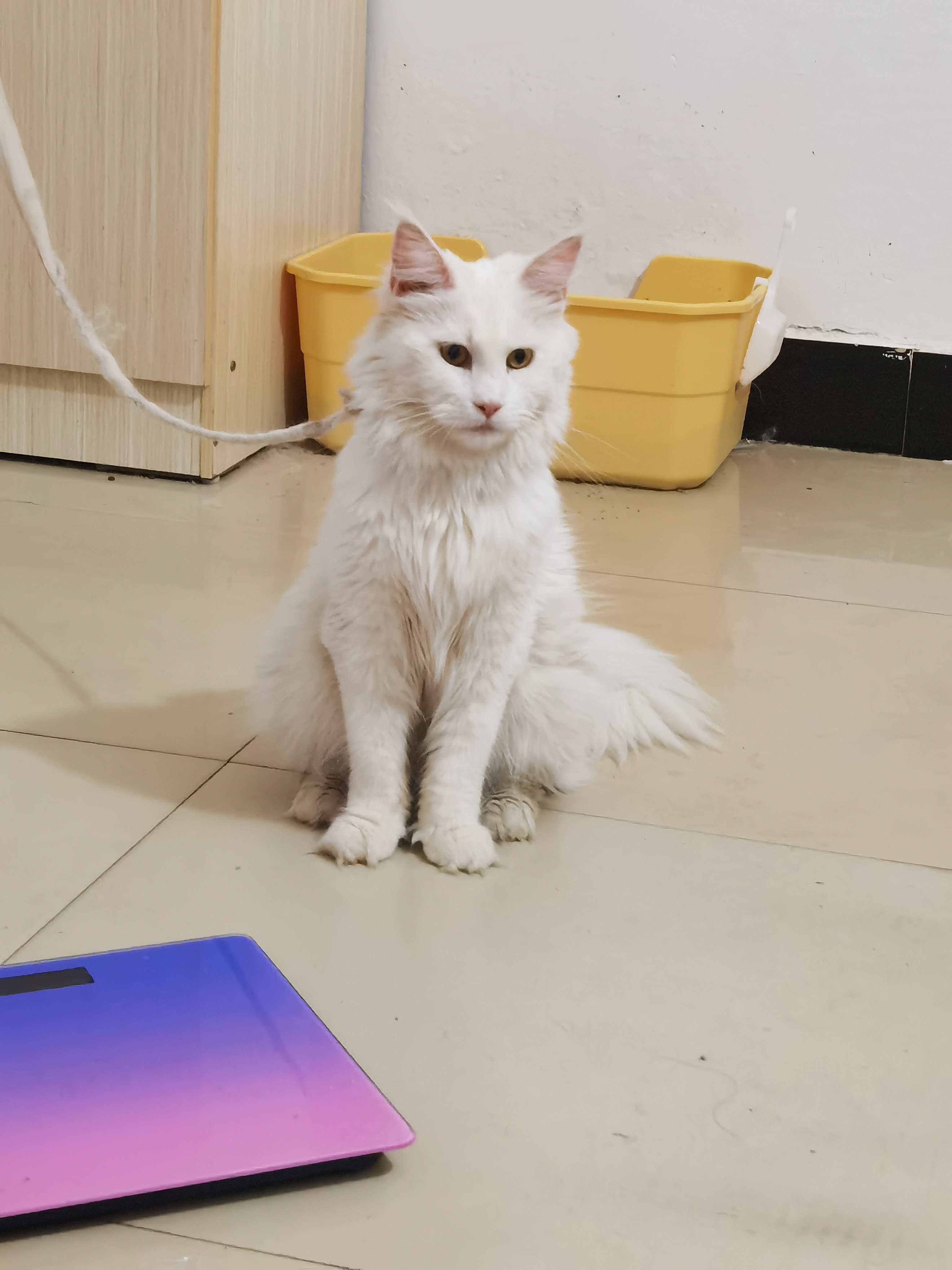 缅因猫